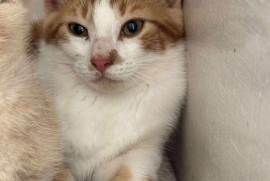 Domestic Short Hair Domestic Short Hair