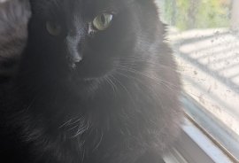 Domestic Medium Hair