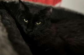 Domestic Medium Hair Domestic Medium Hair