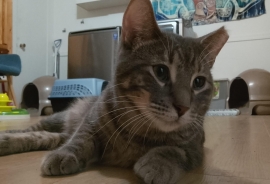 Domestic Short Hair Domestic Short Hair