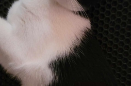 Domestic Short Hair Domestic Short Hair