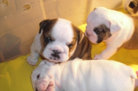 English Bulldog