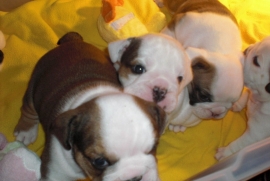 English Bulldog