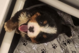 Bernese Mountain Dog 