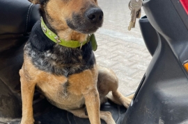 Australian Cattle Dog / Blue Heeler