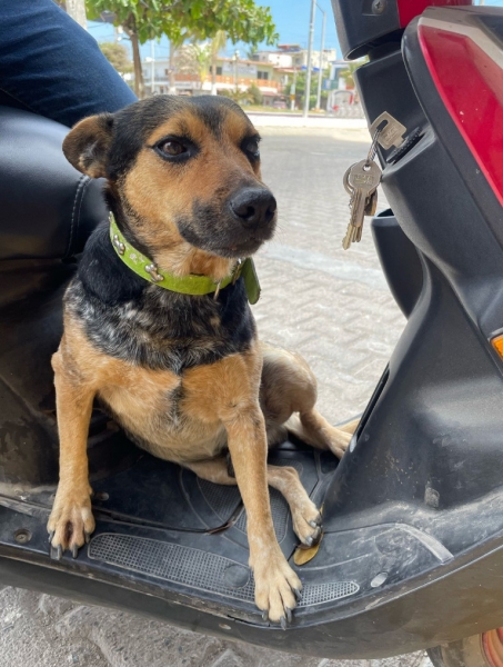 Australian Cattle Dog / Blue Heeler