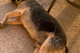 Australian Cattle Dog / Blue Heeler