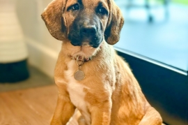 Labrador Retriever