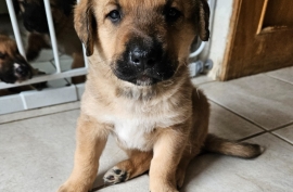 Labrador Retriever