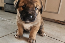 Labrador Retriever