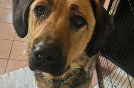 Labrador Retriever