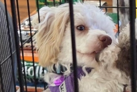 Miniature Poodle