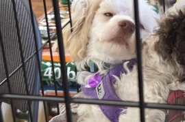 Miniature Poodle