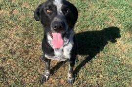 Australian Cattle Dog / Blue Heeler