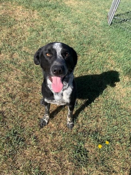 Australian Cattle Dog / Blue Heeler