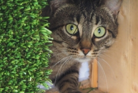 Domestic Short Hair Domestic Short Hair