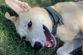 White German Shepherd