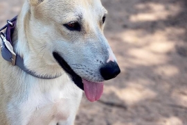 White German Shepherd White German Shepherd