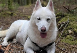 Siberian Husky
