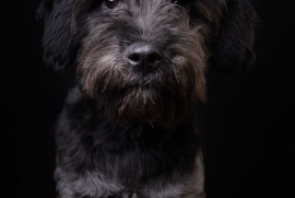 Schnauzer