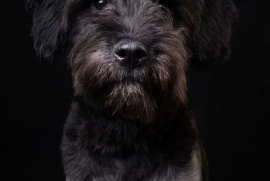 Schnauzer
