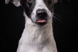 Pointer