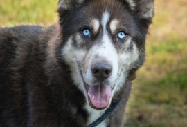 Siberian Husky