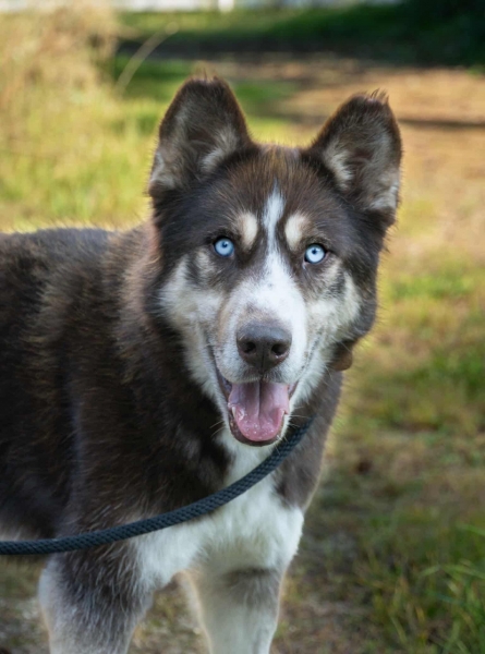 Siberian Husky