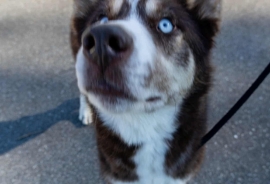 Siberian Husky