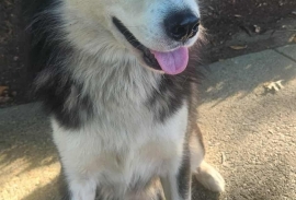 Siberian Husky