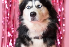 Siberian Husky