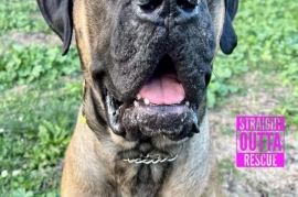 Mastiff