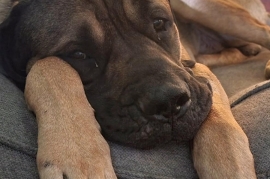 Mastiff