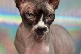 Sphynx / Hairless Cat