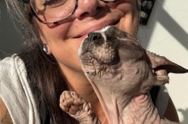 Sphynx / Hairless Cat