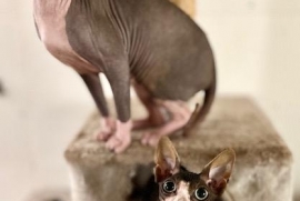 Sphynx / Hairless Cat