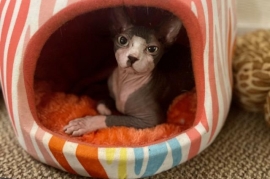 Sphynx / Hairless Cat