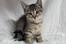 Domestic Medium Hair