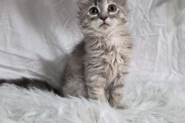 Domestic Medium Hair