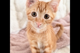 Domestic Short Hair Domestic Short Hair