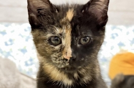 Domestic Short Hair Domestic Short Hair