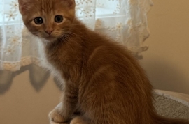 Domestic Short Hair Domestic Short Hair