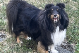 Shetland Sheepdog / Sheltie