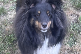Shetland Sheepdog / Sheltie
