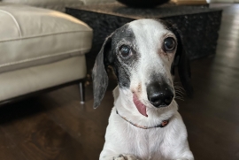 Miniature Dachshund