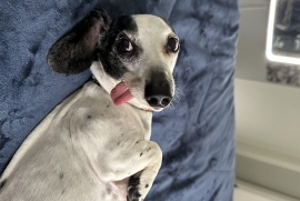 Miniature Dachshund