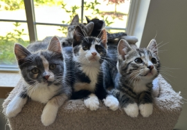 Domestic Short Hair Domestic Short Hair