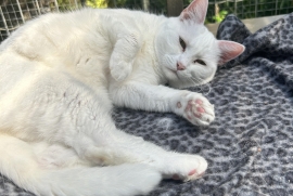 Domestic Short Hair Domestic Short Hair