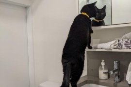 Domestic Short Hair Domestic Short Hair