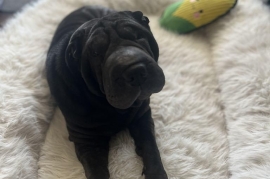Shar-Pei